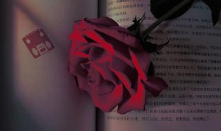 与玫瑰有关的文案 关于玫瑰的文案